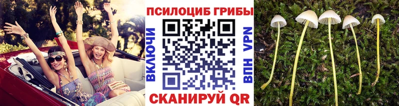 где купить наркоту  Апрелевка  Псилоцибиновые грибы Psilocybine cubensis 